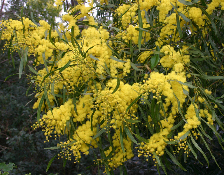 What is Wattle? And our History